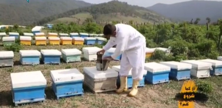 کارآفرینی آسان با سرمایه کم پرورش زنبور عسل